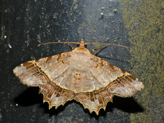 Chiasmia avitusaria