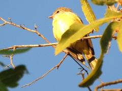 Microeca flavigaster