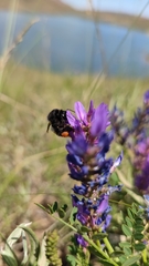 Bombus