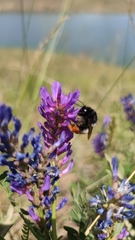 Bombus