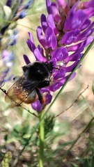 Bombus