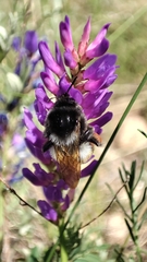 Bombus