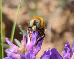 Melitturga mongolica