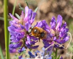 Melitturga mongolica