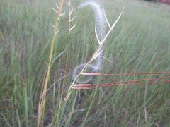 Stipa borysthenica