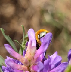 Melitturga mongolica