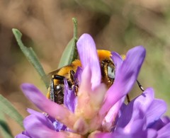 Melitturga mongolica