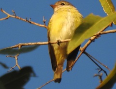 Microeca flavigaster
