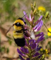 Bombus