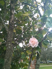 Camellia japonica