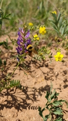 Bombus