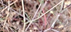 Silene portensis