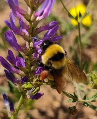 Bombus