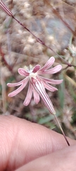 Silene portensis