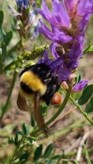 Bombus