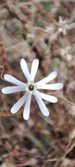 Silene portensis