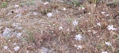 Silene portensis