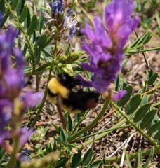 Bombus