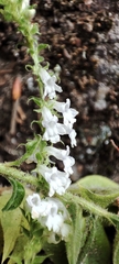 Anarrhinum duriminium