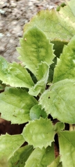 Anarrhinum duriminium