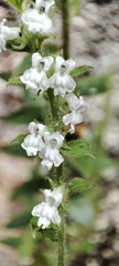 Anarrhinum duriminium