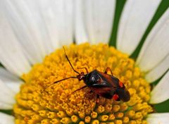 Deraeocoris ruber