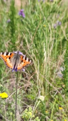 Aglais urticae
