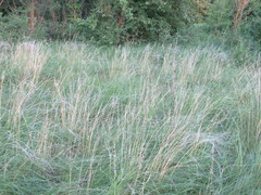 Stipa borysthenica