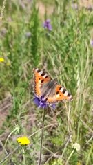 Aglais urticae