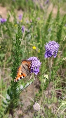 Aglais urticae