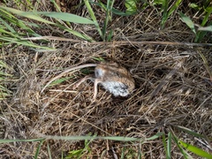 Peromyscus gambelii