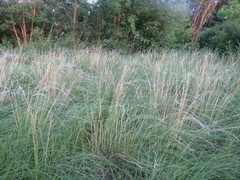 Stipa borysthenica