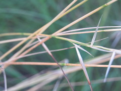 Stipa borysthenica