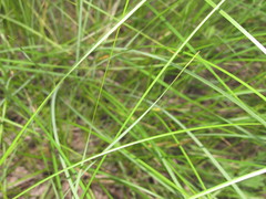 Stipa borysthenica