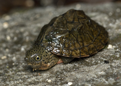 Sternotherus minor