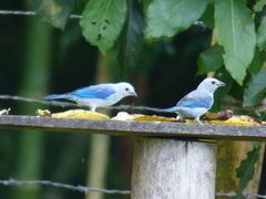 Thraupis episcopus cana