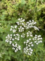 Pimpinella major