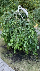 Betula pendula carelica
