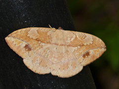 Sphingognatha asclepiades