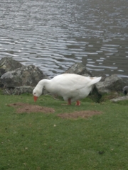 Anser anser domesticus