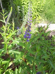 Veronica longifolia