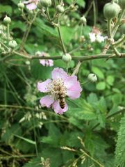 Episyrphus balteatus