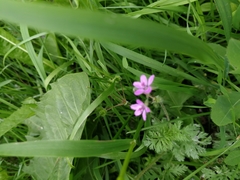 Erodium cicutarium