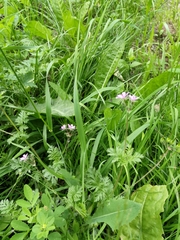 Erodium cicutarium