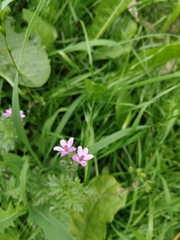 Erodium cicutarium