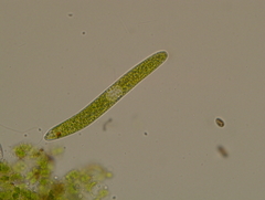Euglena ehrenbergii