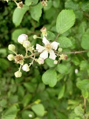 Rubus