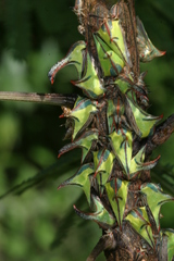 Umbonia crassicornis