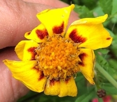 Tagetes lunulata