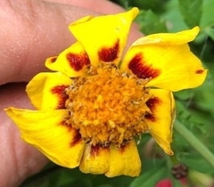 Tagetes lunulata